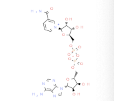 53-84-9|辅酶I|beta-Diphosphopyridine nucleotide