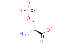 [perfemiker]你知道在L-serine合成过程中O-Phospho-L-serine起到什